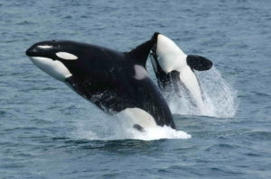 orca-4